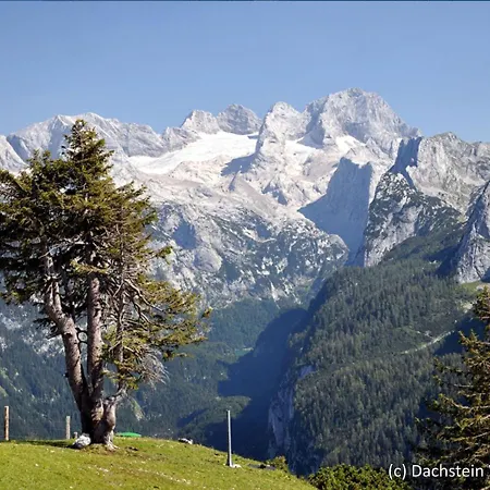 Holiday Alpenrose.9 *